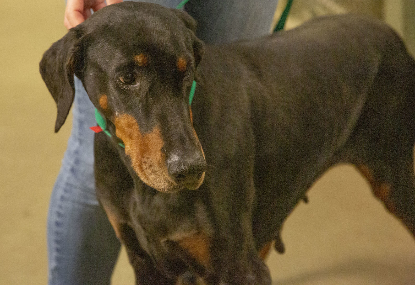 Fauquier SPCA Canis Maximus_020520